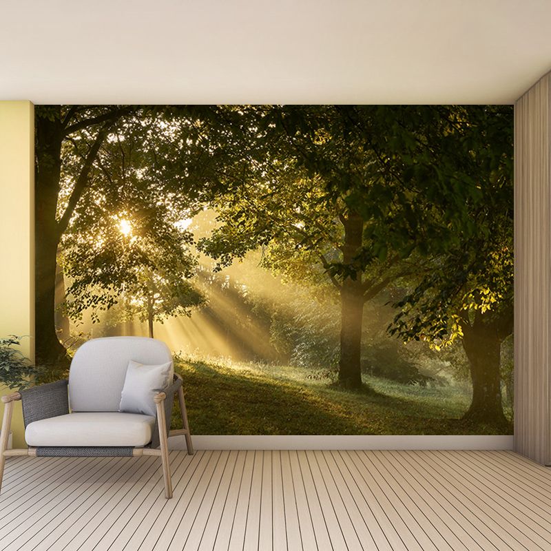 Beautiful Photography Mural Wallpaper Forest Indoor Wall Mural