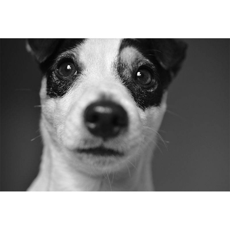 Horizontal Photography Lovely Dog Mural Stain Resistant Wall Art for Living Room