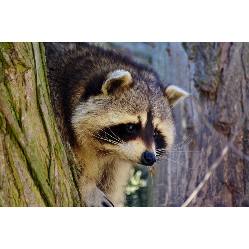 Lovely Raccoon Wall Mural Wallpaper Mildew Resistant Wall Covering for Decoration