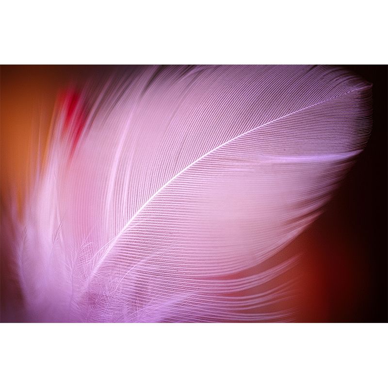 Flying Feathers Mural Wallpaper for Sleeping Room, Mural Wallpaper for