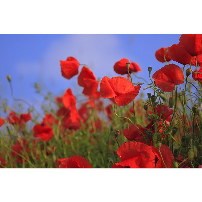 Poppies Flowe Mural Decal Contemporary Wallpaper Eco-friendly Wall Decor for Bedroom