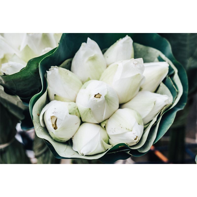 Sitting Room Wall Covering Moisture-Resistant Flower Mural, Made to Measure