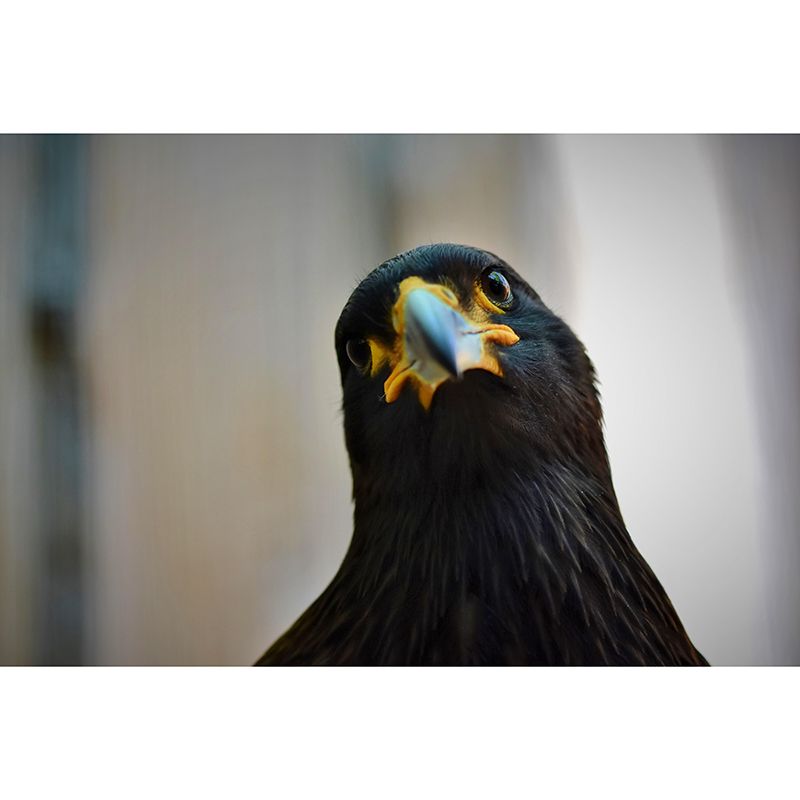 Customized Moisture Resistant Buzzard Mural Wallpaper Decal Environment Friendly Wall Decor