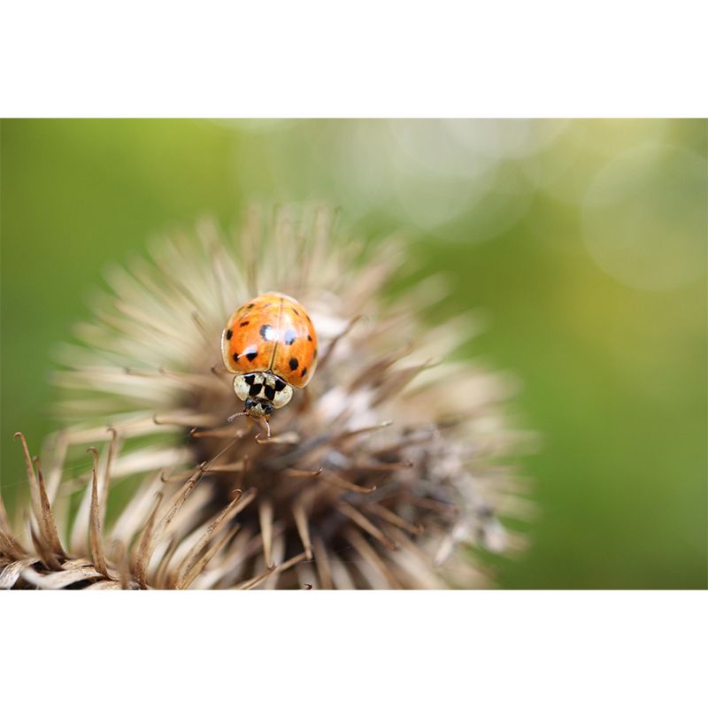 Ladybug Animal Wallpaper Mural Contemporary Style Wall Art for Living Room