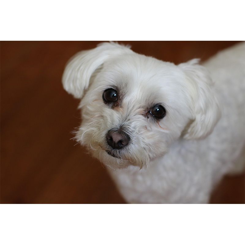 Horizontal Photography Bichon Frise Mural Stain Resistant Wall Art for Living Room