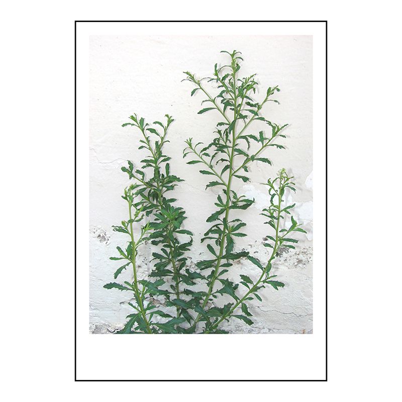 Modern Style Wall Art Print Light Color Botanical Painting, Multiple Sizes Available