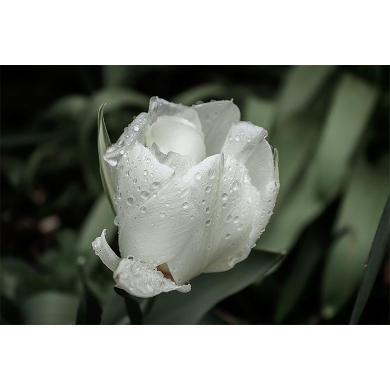 Customized Tulip Bud Mural Wallpaper Contemporary for Guest Room Decor