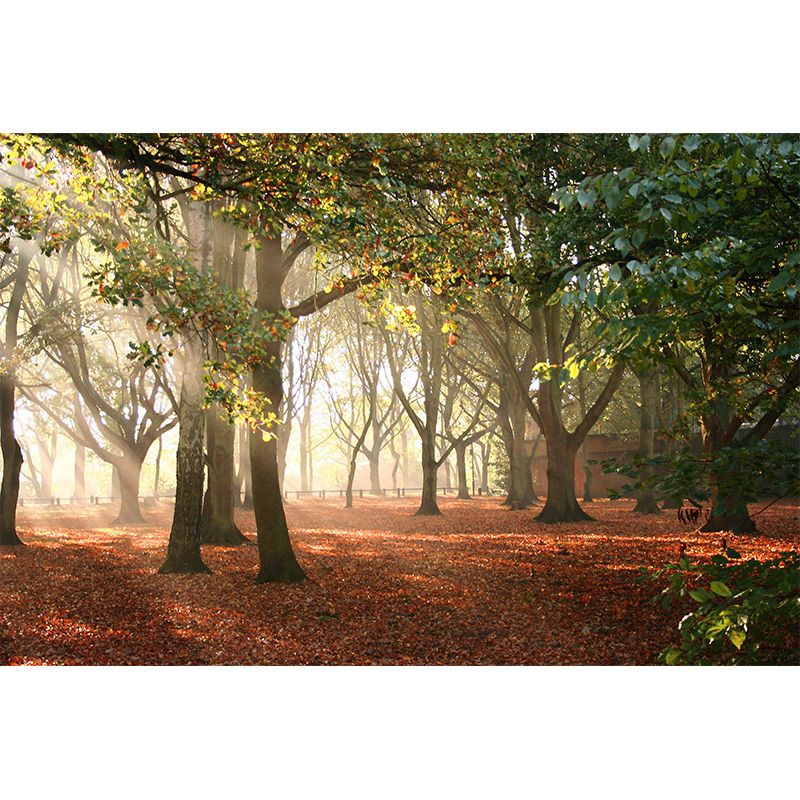 Photographic Misty Forest Wall Mural Big Wall Decor for House Interior, Custom Size