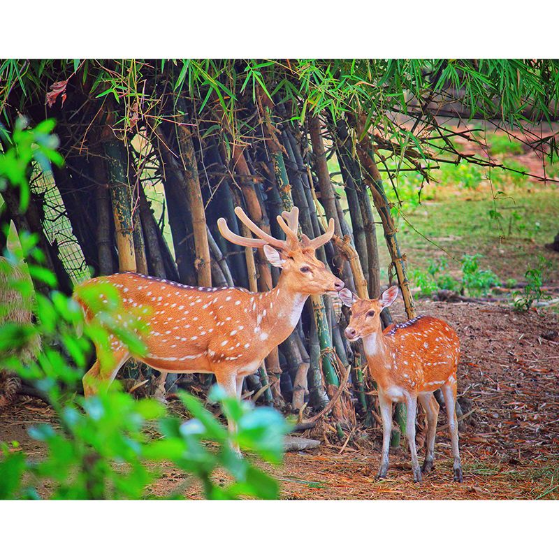 Deer Animal Mural Wallpaper for Bedroom Decor Moisture Resistant, Made to Measure