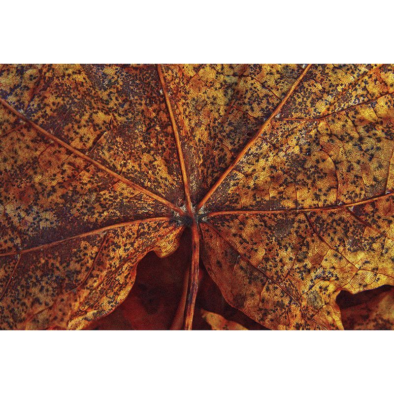 Customized Leaf Surface Plant Murals Wall for Reading Room Moisture Resistant