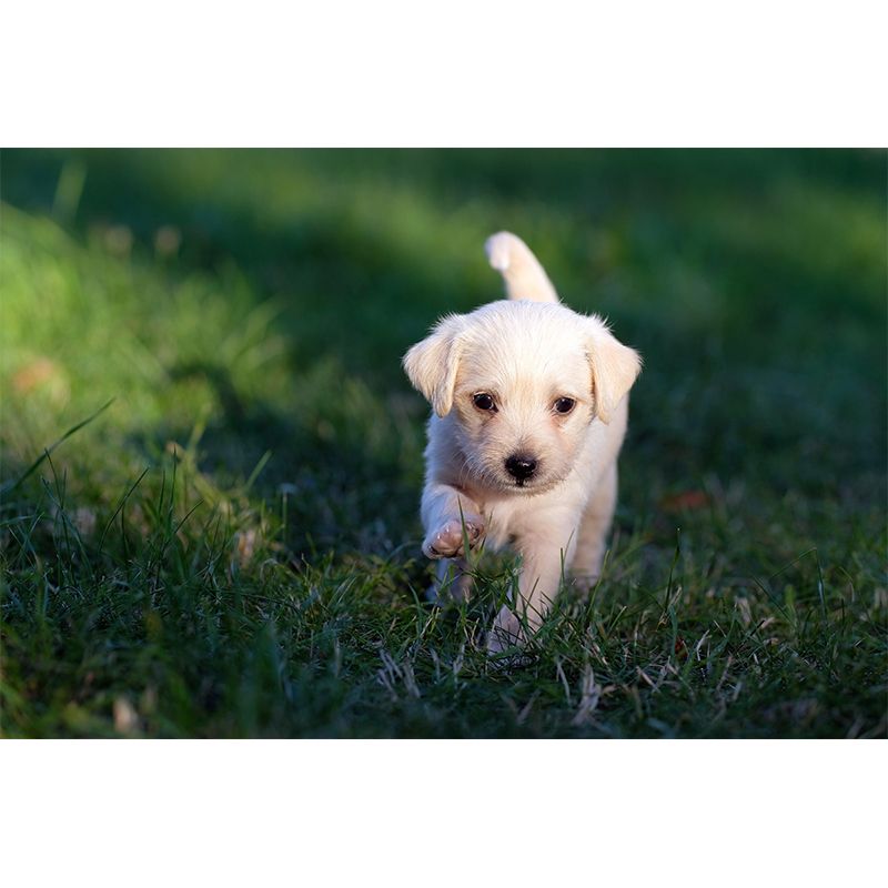 Horizontal Photography Puppy Mural Stain Resistant Wall Art for Living Room