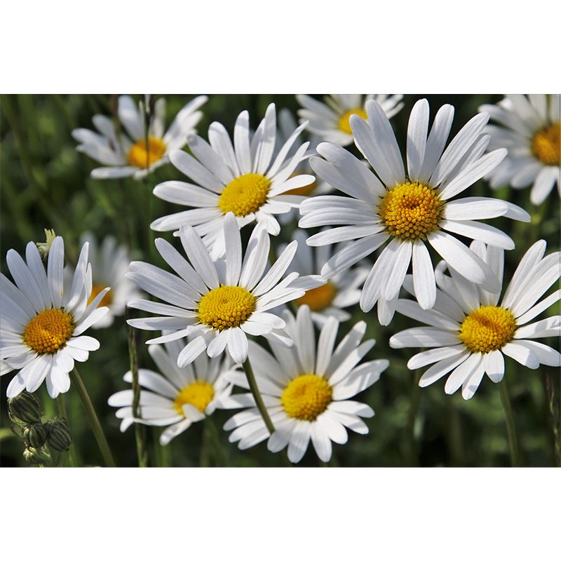 Chamomile Wall Murals Flower Modernist Sleeping Room Wall Decor, Moisture Resistant