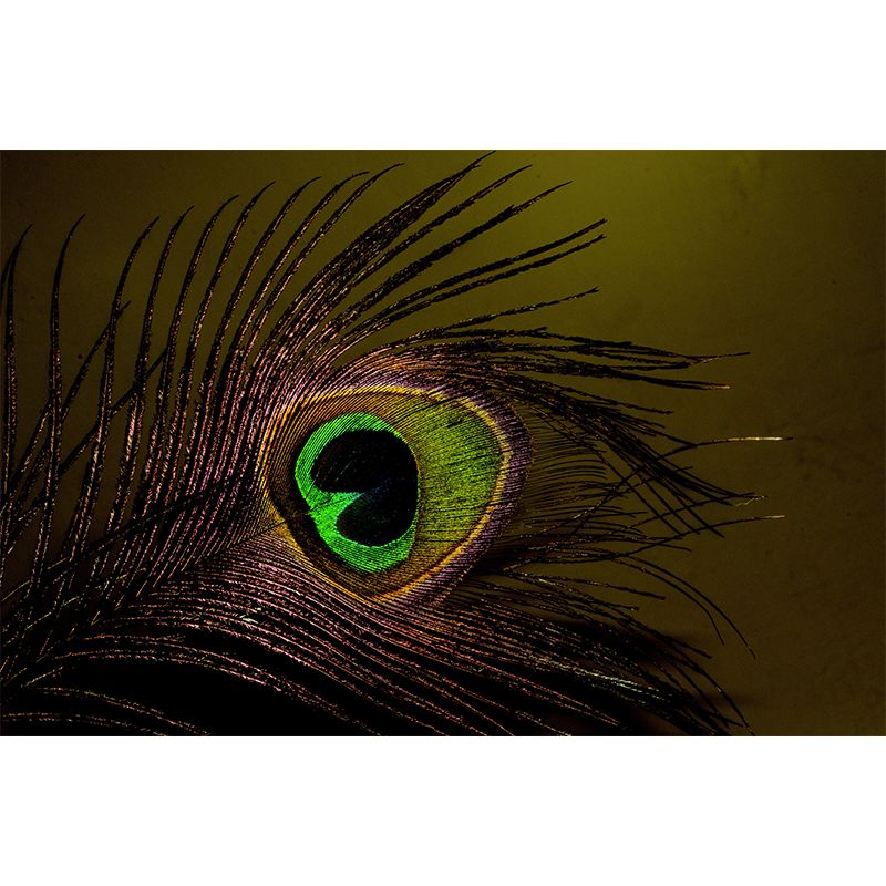 Peacock Feather Wall Mural Contemporary Home Decor Mildew Resistant for Home