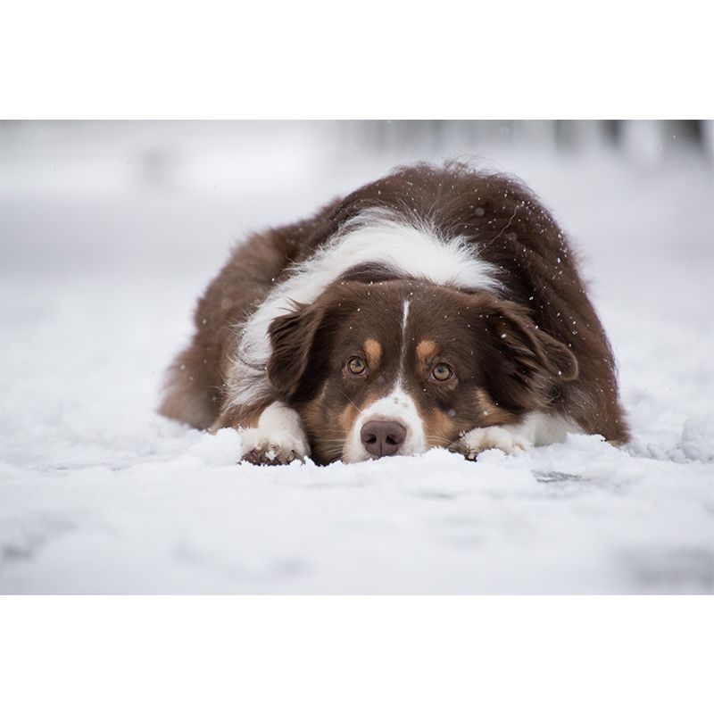 Cute Intelligent Dog Mural Decal for Living Room Wall Art, Made to Measure