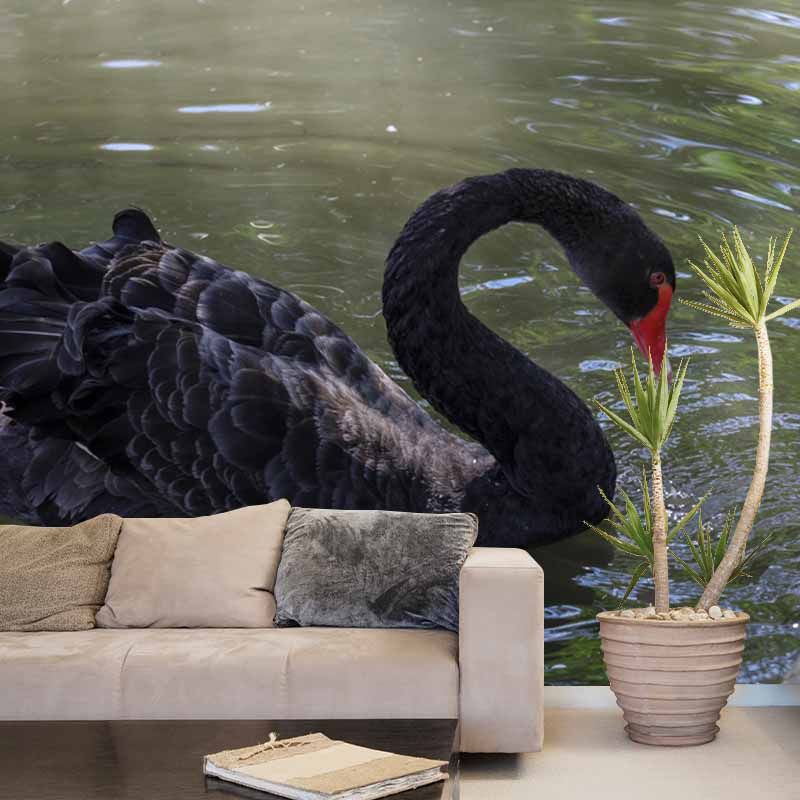 Photography Black Swan Wall Mural Decorative Mildew Resistant for Living Room