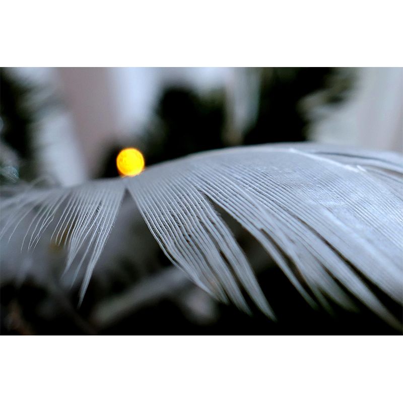 Beautiful Bird Feather Mural Eco-friendly Decorative Wallpaper Wall Art