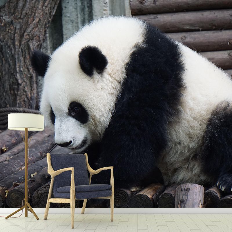 Customized Panda Wall Mural Contemporary Photography for Bedroom Living Room