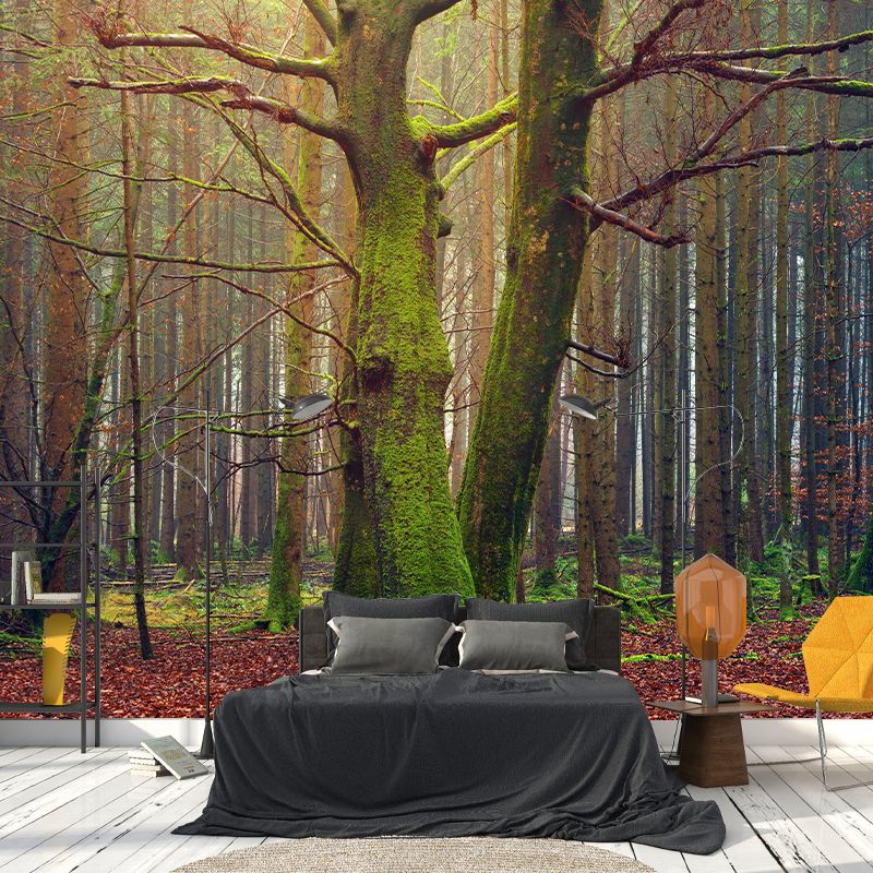 Photography Forest Environment Friendly Wall Mural Drawing Room Wallpaper