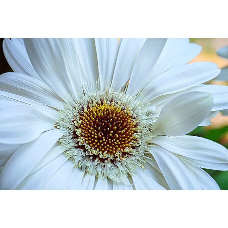 Dahlia Flower Simple Mural for Bedroom Stain Resistant, Made to Measure