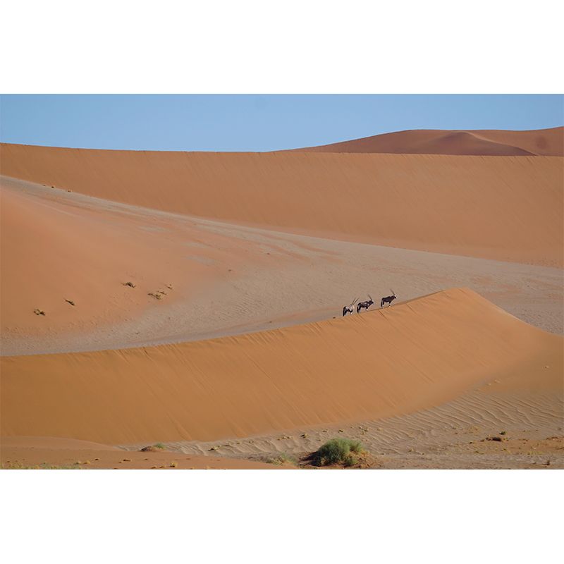 Horizontal Photography Desert Mural Environment Friendly Wallpaper for Room