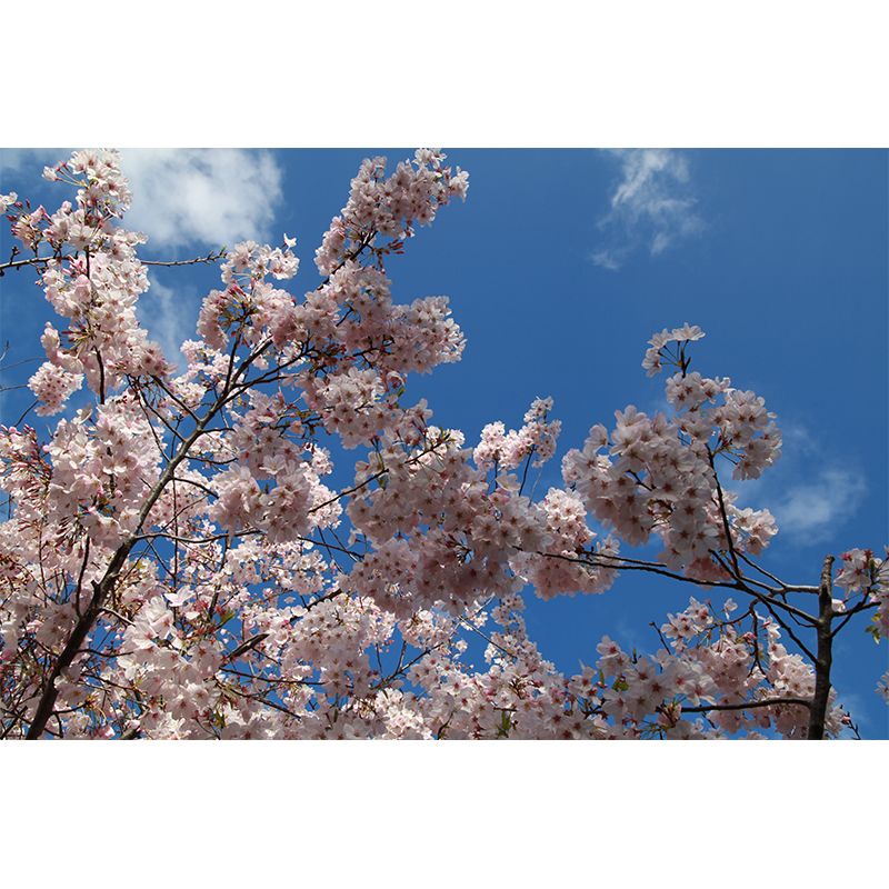 White Cherry Pistils Mural Decal Stain Resistant Modern Dining room Wall Covering