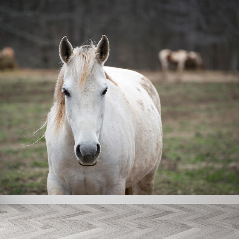 Customized White Horse Mural Decal for Kitchen Animals Wall Art in Soft Color