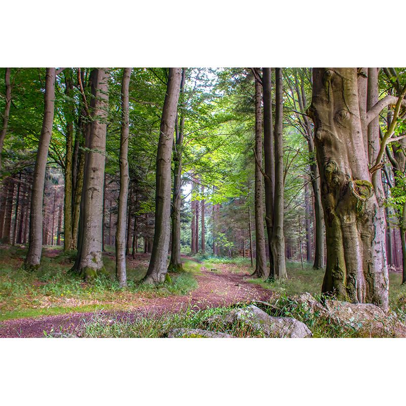 Contemporary Moisture Resistant Forest Mural Wall Covering for Living Room