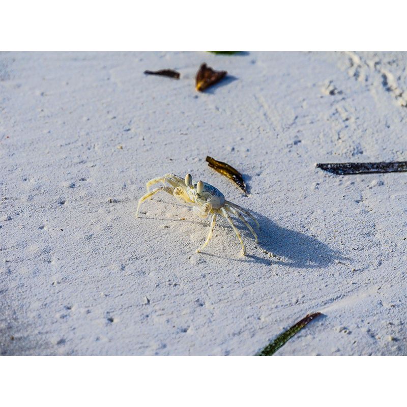 Photography Crab Mural Wallpaper Moisture Resistant Living Room Wall Decor