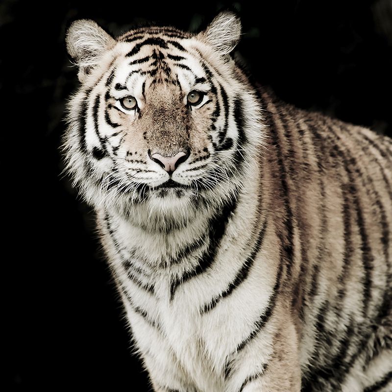 Modern Tiger Wall Mural Non-Woven Stain Resistant Black Wall Art for Living Room