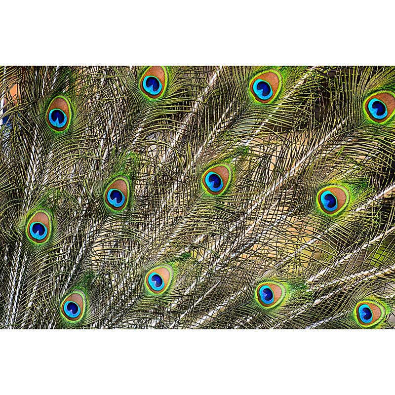 Photography Stain Resistant Mural Wallpaper Peacock Feather Living Room Wall Mural