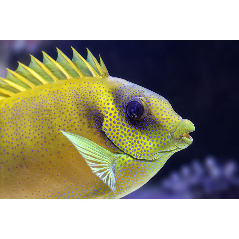 Simple Sea Creatures Wall Mural Minimalist Decoration for Sleeping Room