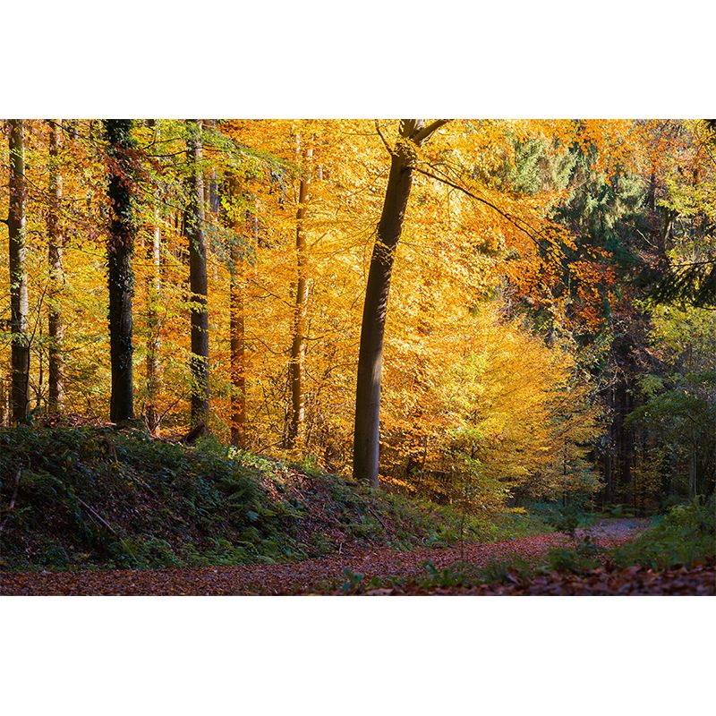 Simple Forest Photo Stain Resistant Mural Decal Modern Wall Decor for Sleeping Room