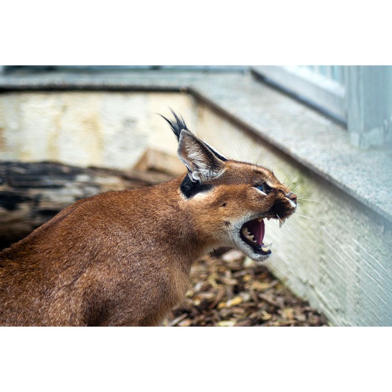 Fiercely Lynx Wall Paper Murals Contemporary Style Photography for Home Decor