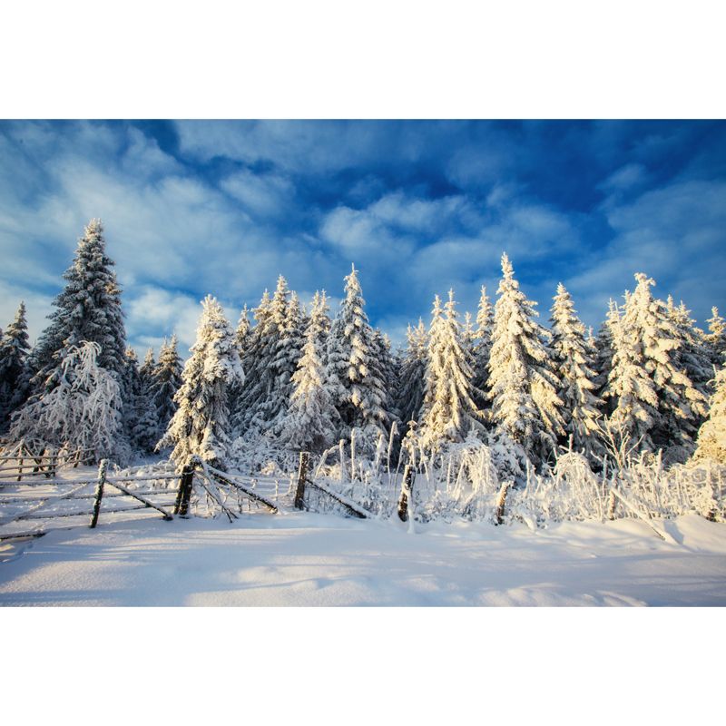 Modern Snow Cypress Mural Wallpaper Blue Cloudy Sky Wall Decoration for Corridor