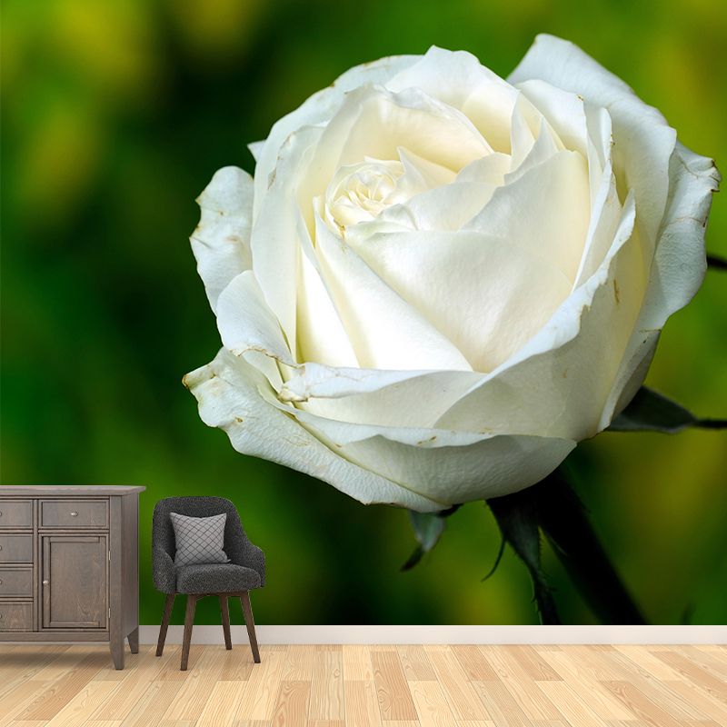 Photography Rose Mural Wallpaper for Sitting Room Decor Multiple Sizes Available