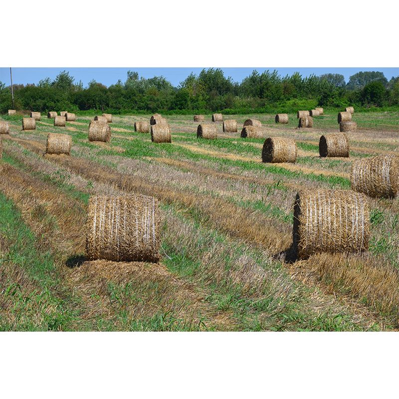 Dry Straw Bales Mural Horizontal Photography Eco-friendly for Decoration