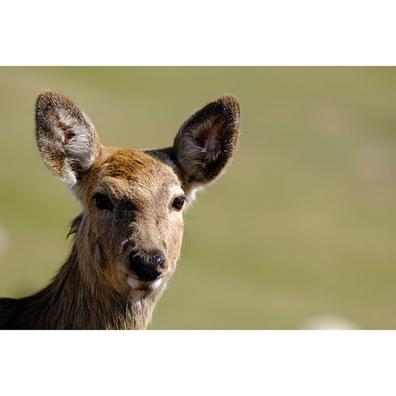 Deer Animal Mural Wallpaper for Living Room Decor Waterproofing,  Custom Size