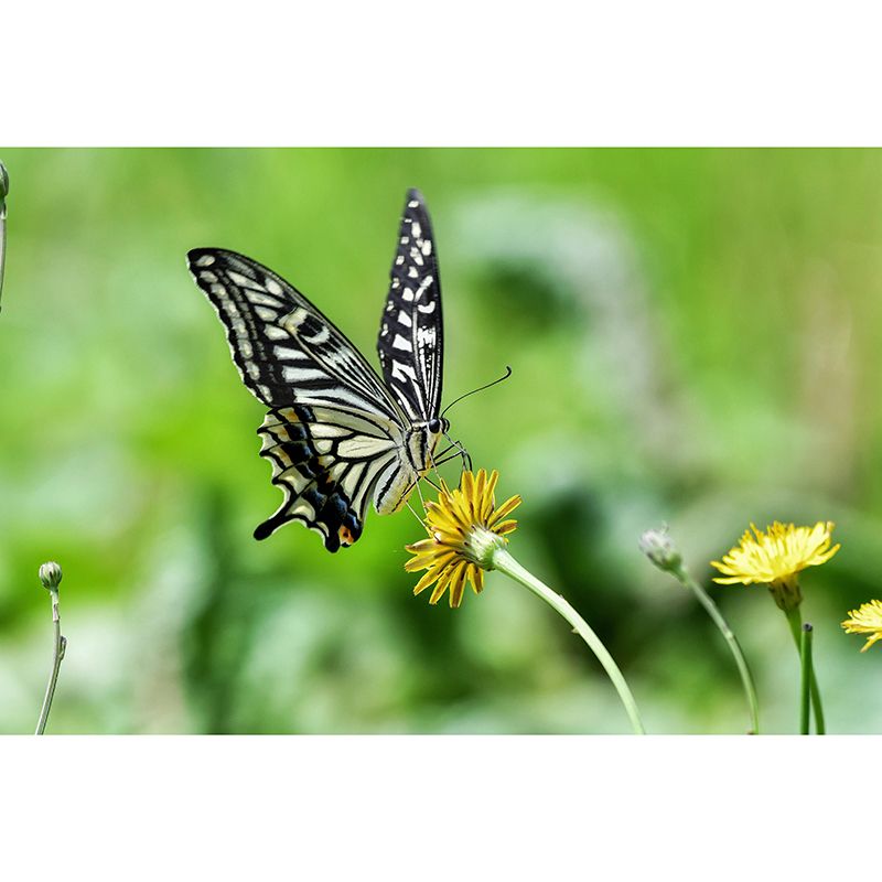 Customized Swallowtail Butterfly Mural Horizontal Photography for Sleeping Room