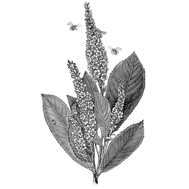 Contemporary Botanical Mural Decal Black Decorative Wall Covering for Dining Room