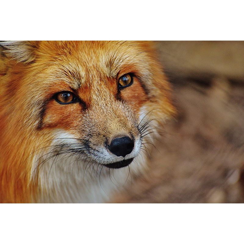 Photography Wall Mural Wild Animals Contemporary Wall Decor for Living Room