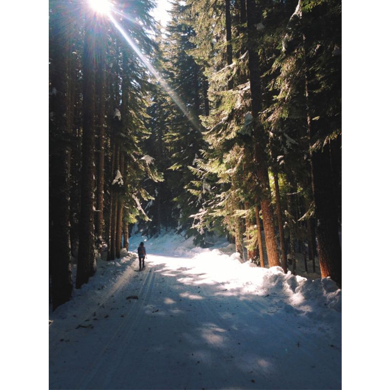 Green Modern Wallpaper Mural Full-Size Walk in Snowy Pine Forest with Sunshine Wall Art for Corridor