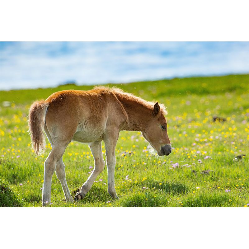 Photography Animal Horse Mural Wallpaper Environment Friendly for Living Room