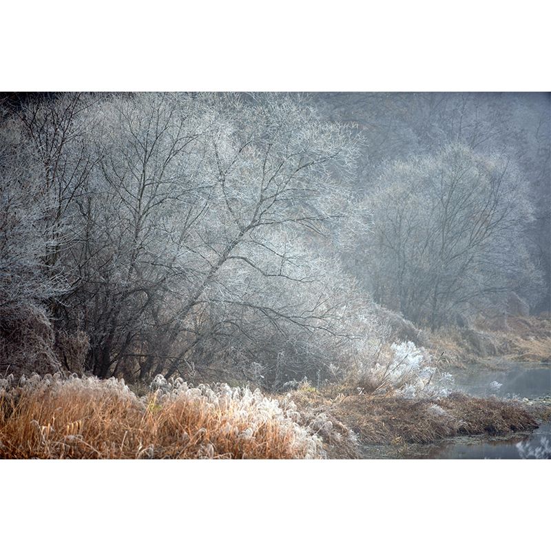 Contemporary Photography Style Forest Mural Wallpaper Mildew Resistant for Wall Decor