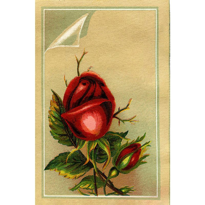 Red Rose Blossom Mural Decal Moisture-Proofing Modern Girls Bedroom Wall Covering