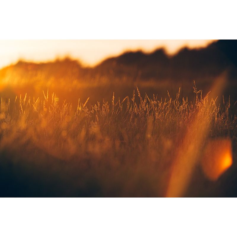 Beautiful Photography Mural Wallpaper Wheat Field Indoor Wall Mural