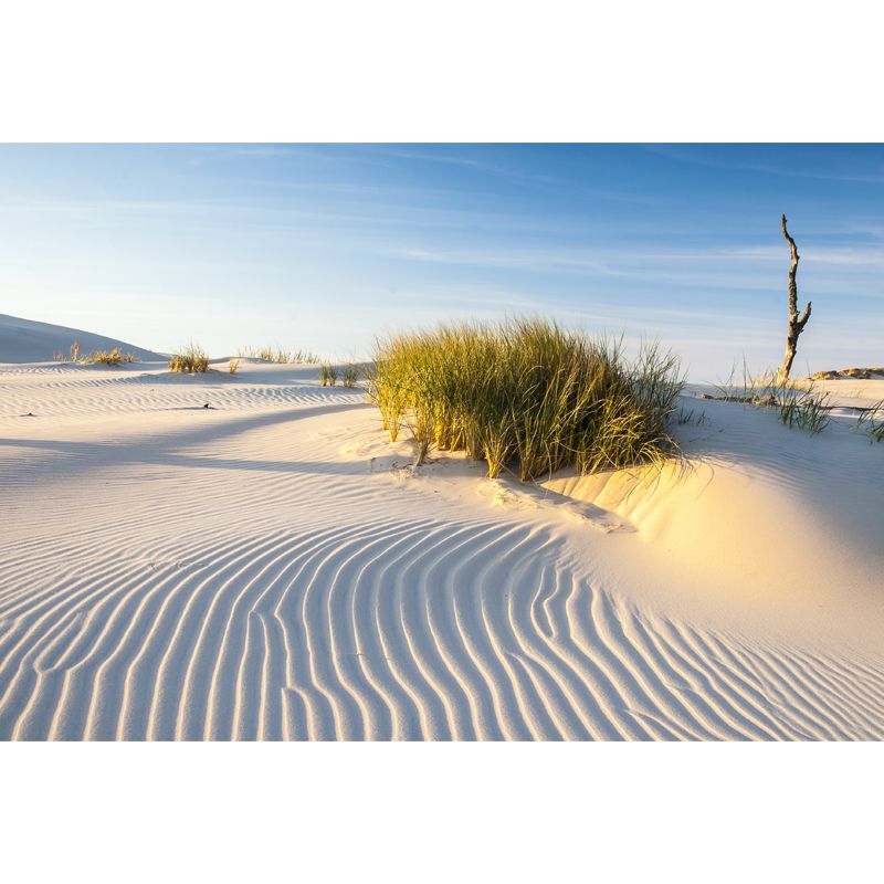 Big Desert Grass Wall Mural Decal White Non-Woven Wall Art, Washable, Customized