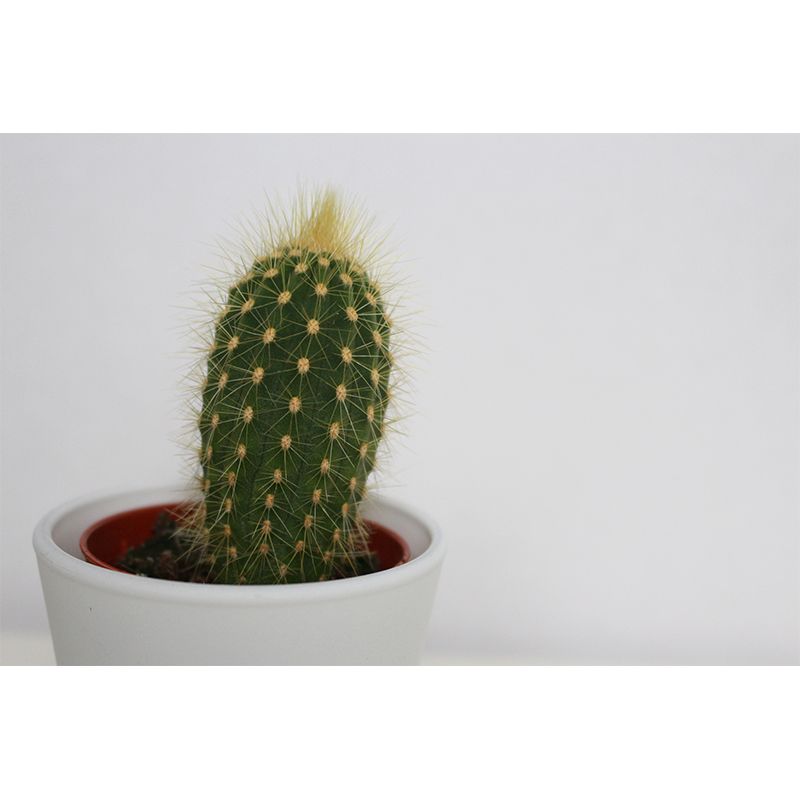 Tropical Cactus Plant Wall Mural Decal Customized Size Minimalist Wall Art for Meeting Room