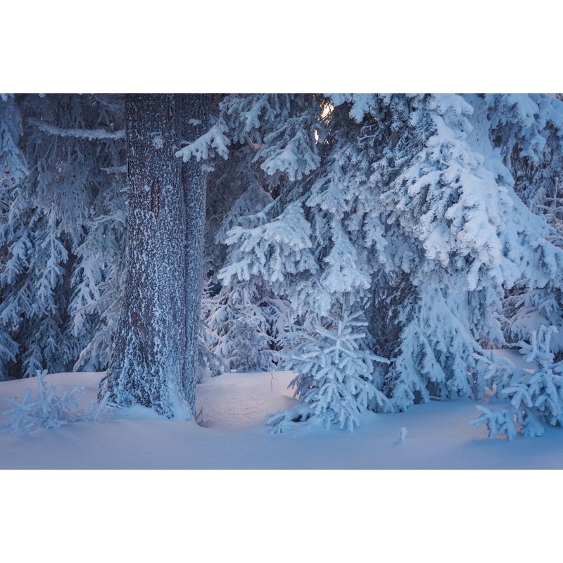 White Modern Mural Wallpaper Big Bottom Part of Snowy Cypress Wall Decor for Home