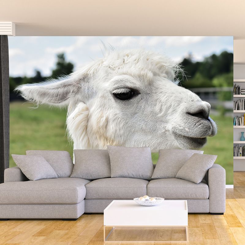 Alpaca Animal Wall Mural for Living Room, Moisture Resistant, Made to Measure