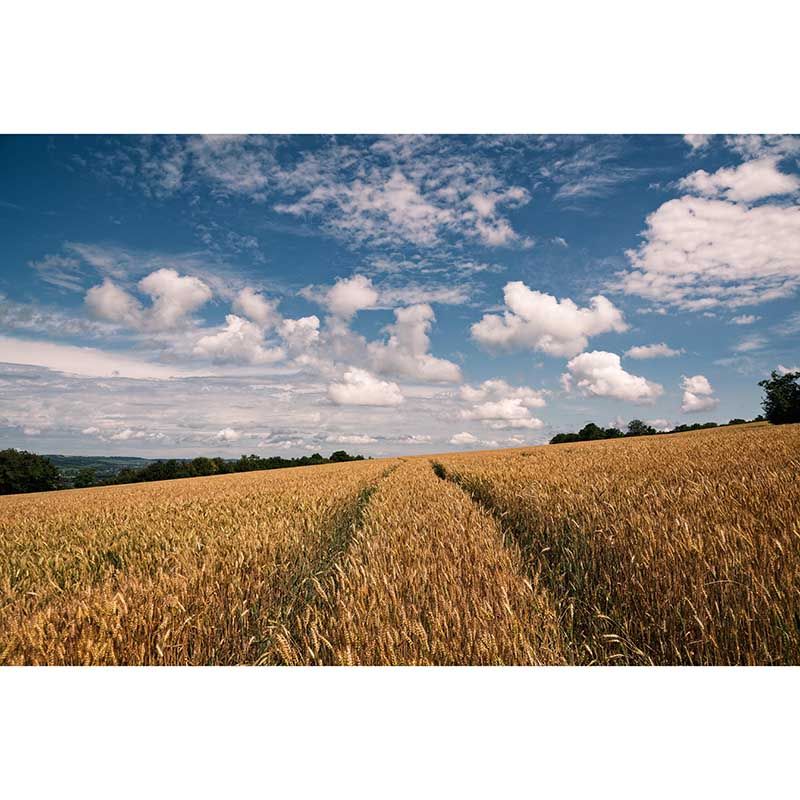 Wheat Field  Mural Wallpaper Photography Horizontal Fabric Wall Decor for Home